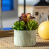 Artificial Plants Cute Colourful Succulents in Ceramic Planter Fake Plant Flowers Potted for Home Living Room Office Desk Decor Bathroom Bedroom Indoo