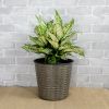 10.2" Self-watering Wicker Decor Planter for Indoor and Outdoor - Round - Grey